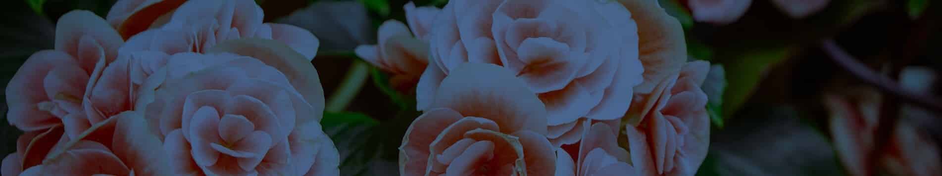 Hz muhammedin hayatı