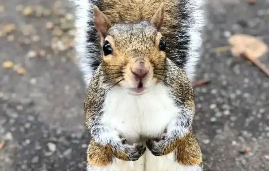 Büyük Britanya Turları<br>-09 Ağustos 2026<br>-3400 €