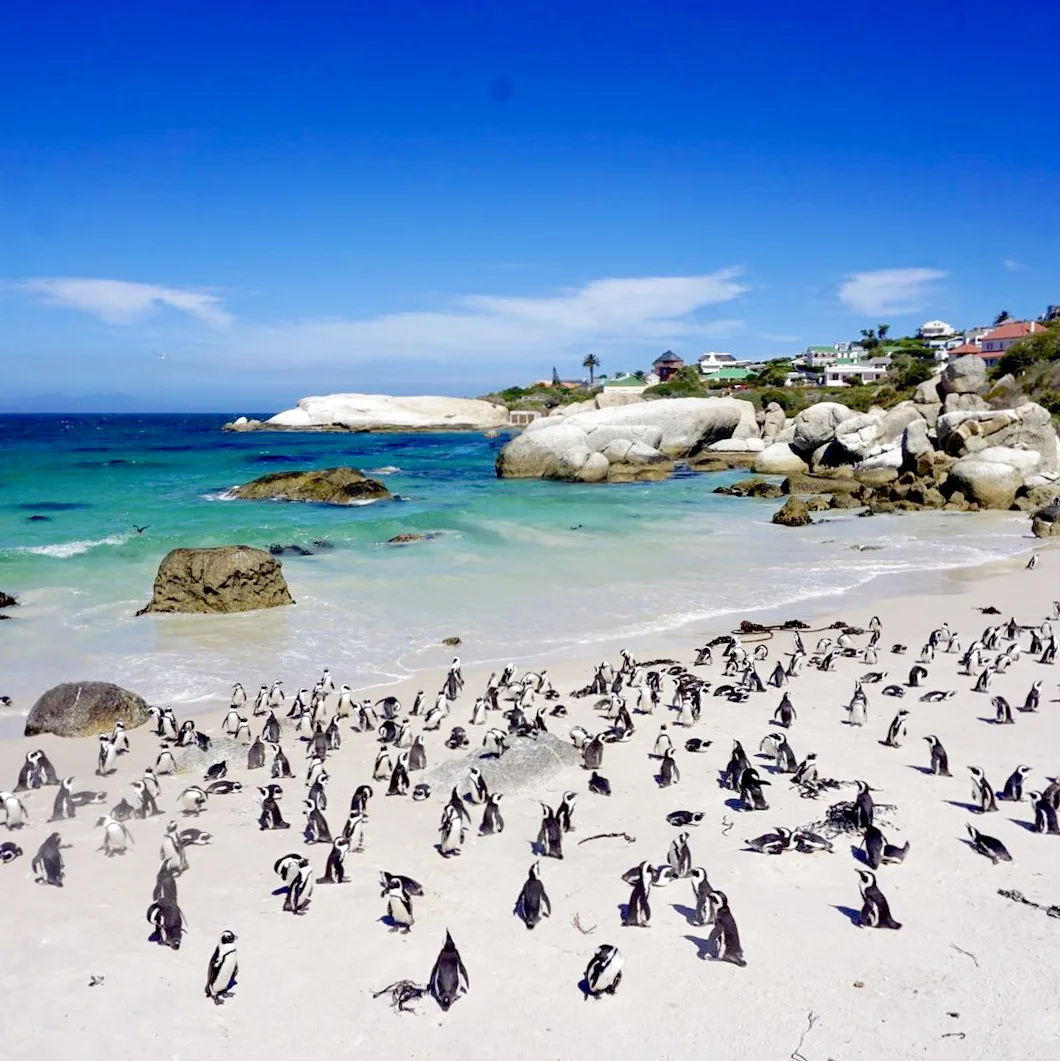 4. GÜN GÜN 20 OCAK ÇARŞAMBA: PLANESBERG – JOHANNESBURG - CAPE TOWN
